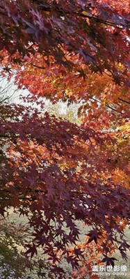 【拍有意境】+红枫