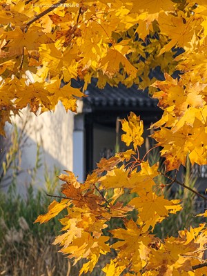 GalaxyS23Ultra 园林深秋(二)