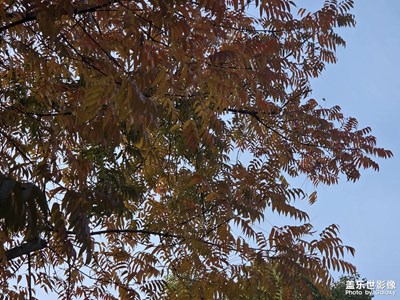 【拍有意境】秋天的风