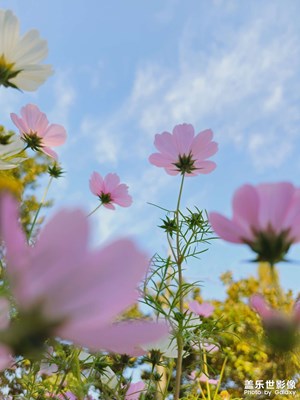 【顺光逆光】这个季节还有花