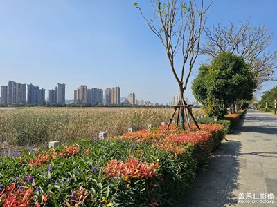 【初冬限定帧】江滨绿道