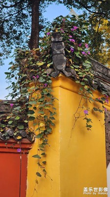 【初冬限定帧】+文殊院金黄银杏温暖阳光