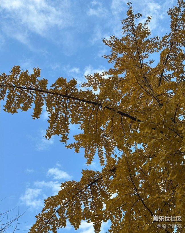 【瞬间】银杏之美