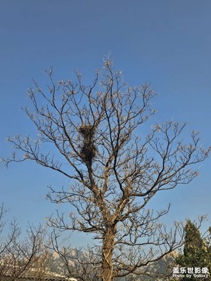 【初冬限定帧】初冬的院落