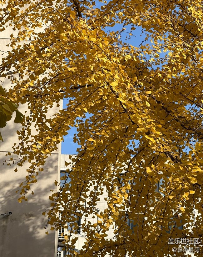 【瞬间】银杏之美