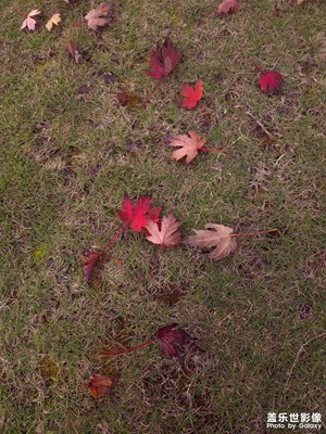 【初冬限定帧】初冬也是五颜六色