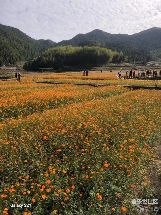 【三星视界】家乡花圃