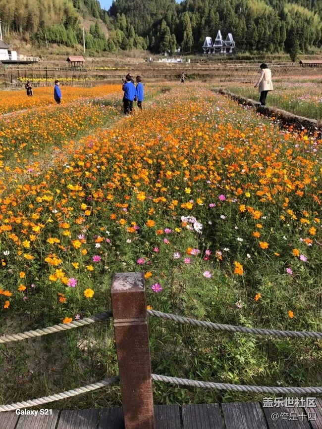 【三星视界】家乡花圃