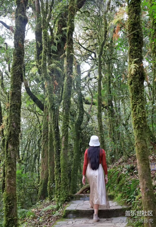 【瞬间】雨林里的瞬间,是裹着苔藓的温柔 【瞬间】雨林里的瞬间,是裹着苔藓的温柔
