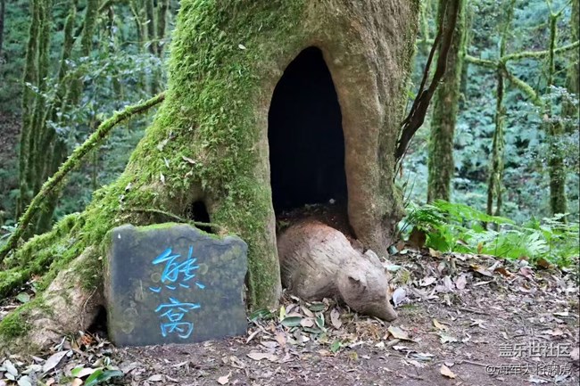 【瞬间】雨林里的瞬间,是裹着苔藓的温柔 【瞬间】雨林里的瞬间,是裹着苔藓的温柔