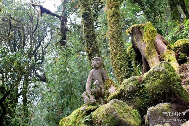 【瞬间】雨林里的瞬间,是裹着苔藓的温柔 【瞬间】雨林里的瞬间,是裹着苔藓的温柔