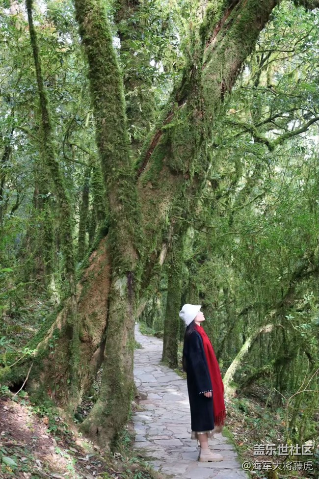 【瞬间】雨林里的瞬间,是裹着苔藓的温柔 【瞬间】雨林里的瞬间,是裹着苔藓的温柔