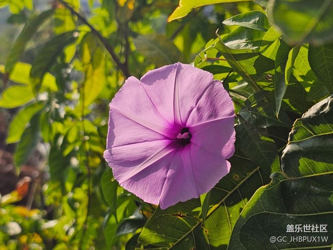 【街巷秋痕】小区巷口