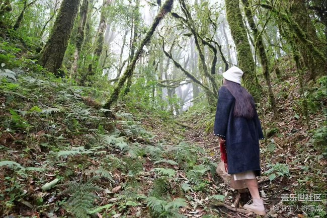 【瞬间】雨林里的瞬间,是裹着苔藓的温柔 【瞬间】雨林里的瞬间,是裹着苔藓的温柔
