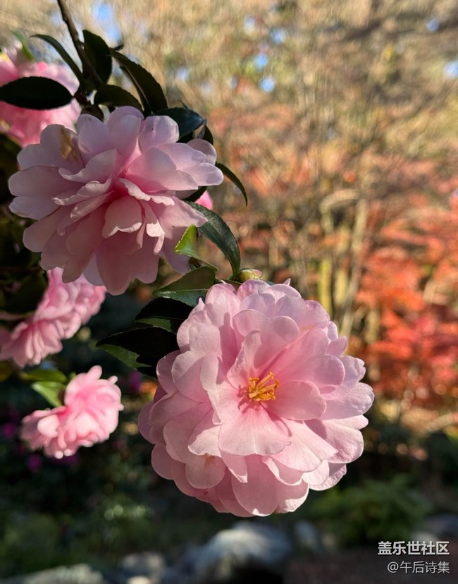 【瞬间】刹那芳华