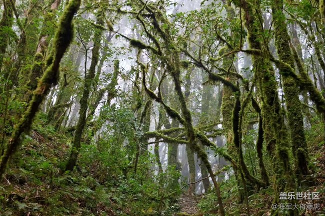 【瞬间】雨林里的瞬间,是裹着苔藓的温柔 【瞬间】雨林里的瞬间,是裹着苔藓的温柔