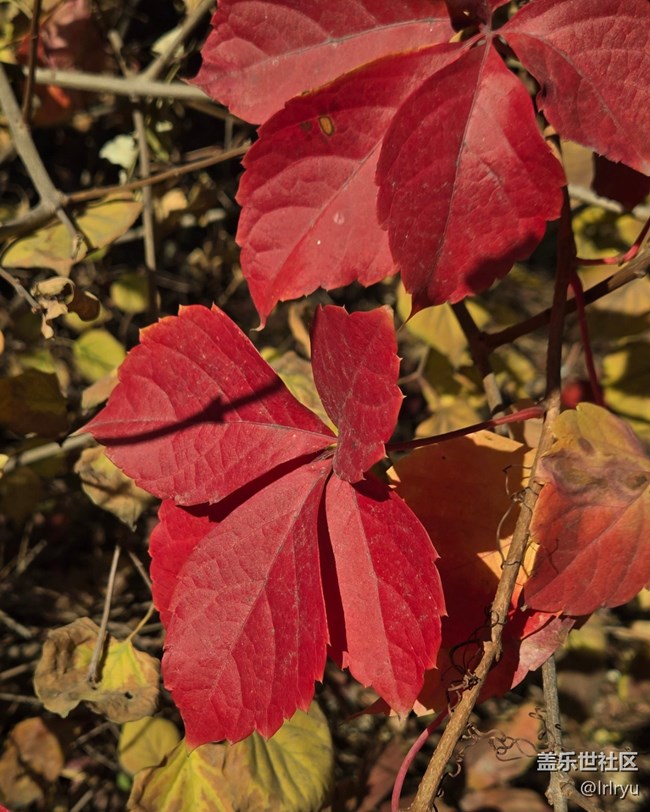 【街巷秋痕】深秋季节