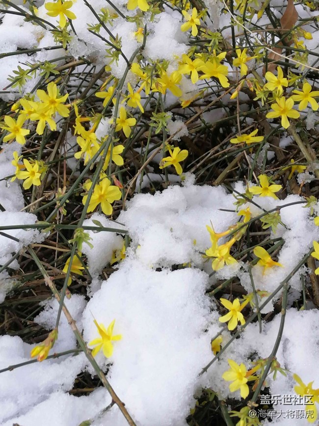 【银装视界】银装视界里的冬日温柔 【银装视界】银装视界里的冬日温柔