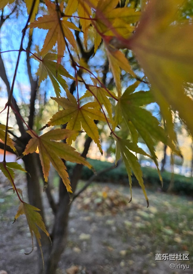 【街巷秋痕】深秋季节
