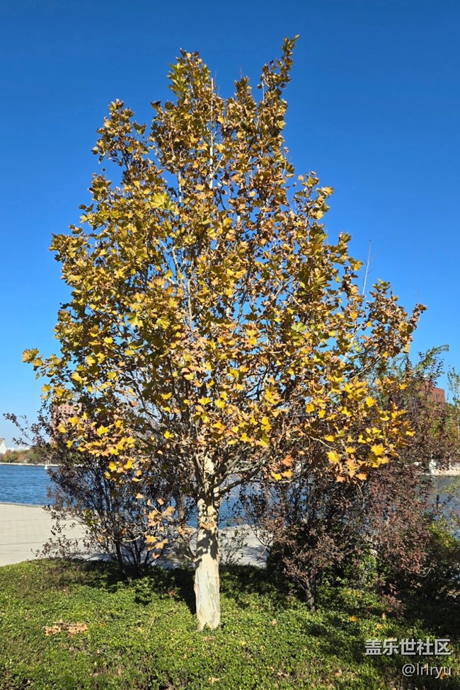 【街巷秋痕】深秋季节