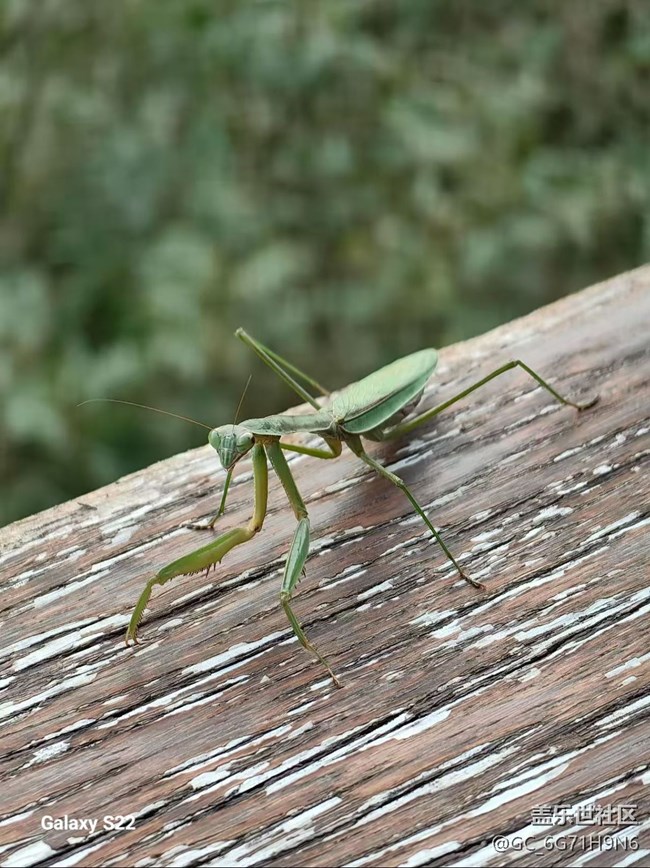 【三星视界】三生有杏