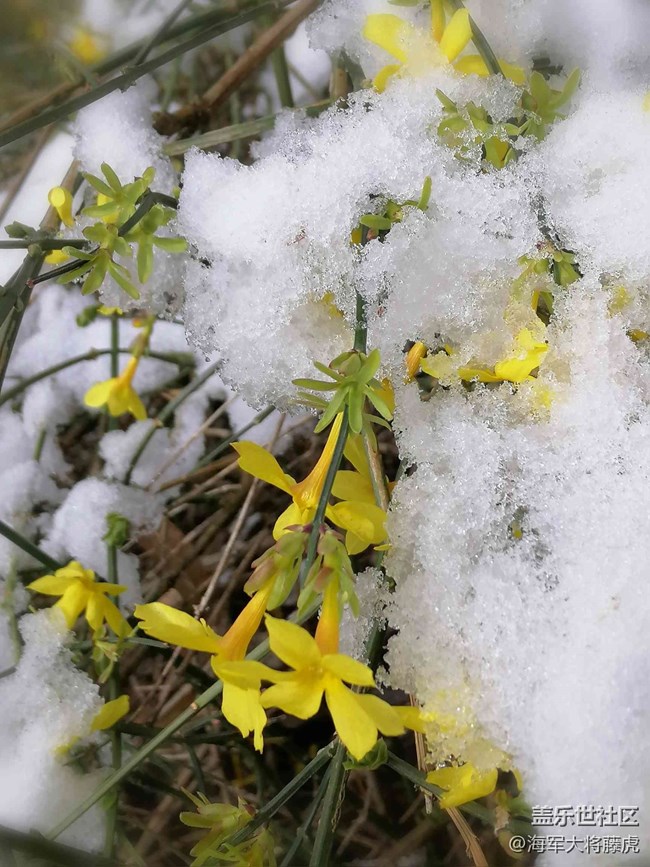【银装视界】银装视界里的冬日温柔 【银装视界】银装视界里的冬日温柔