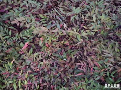 【初冬限定帧】冬日的叶