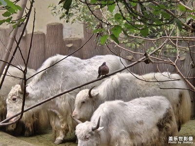 【初冬限定帧】动物园