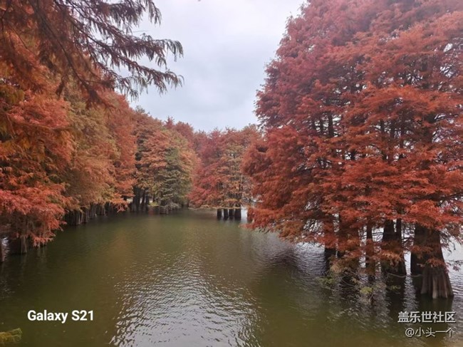 【三星视界】红杉林