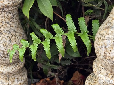 【初冬限定帧】世界的颜色