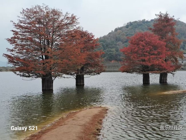 【三星视界】红杉林