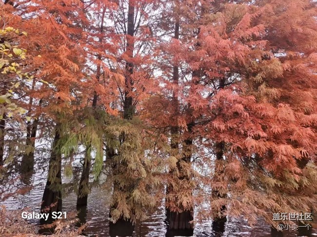 【三星视界】红杉林