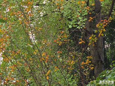 【初冬限定帧】初冬美景