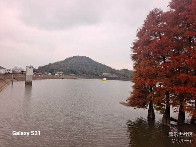 【三星视界】红杉林