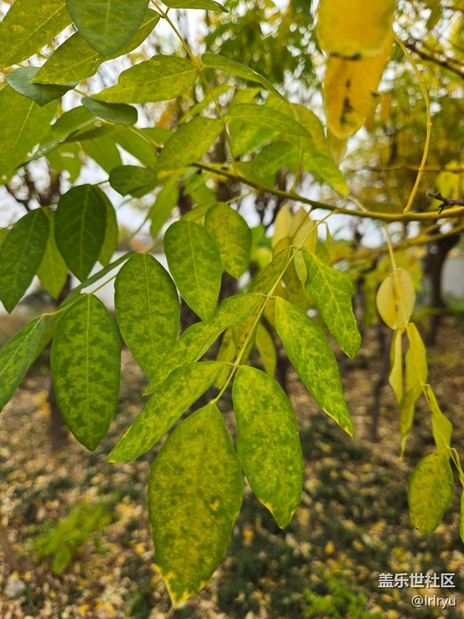【秋末山景】流连秋日光景