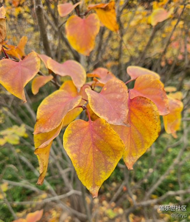 【秋末山景】流连秋日光景