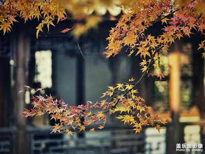 【初冬限定帧】+枫叶红了