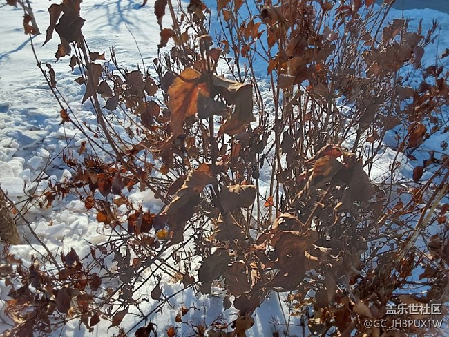 【银装视界】皑皑白雪