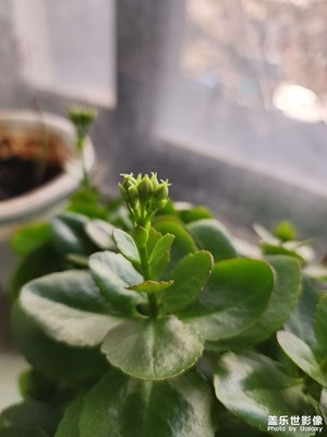 【顺光逆光】+办公室里的花花草草