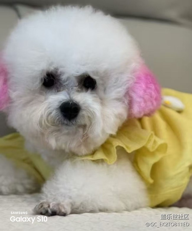 【三星视界】小狗