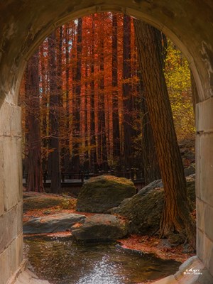 Galaxy S23 Ultra 走进秋天（五）