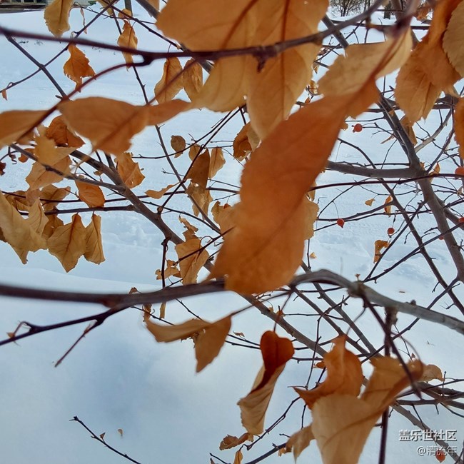 【银装视界】银白世界