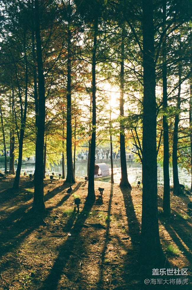 【秋末山景】秋末林间，是阳光染透的温柔