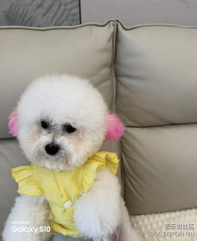 【三星视界】小狗