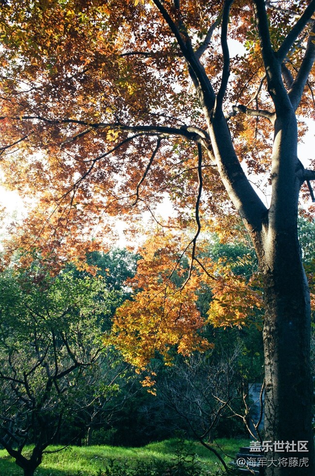 【秋末山景】秋末林间，是阳光染透的温柔