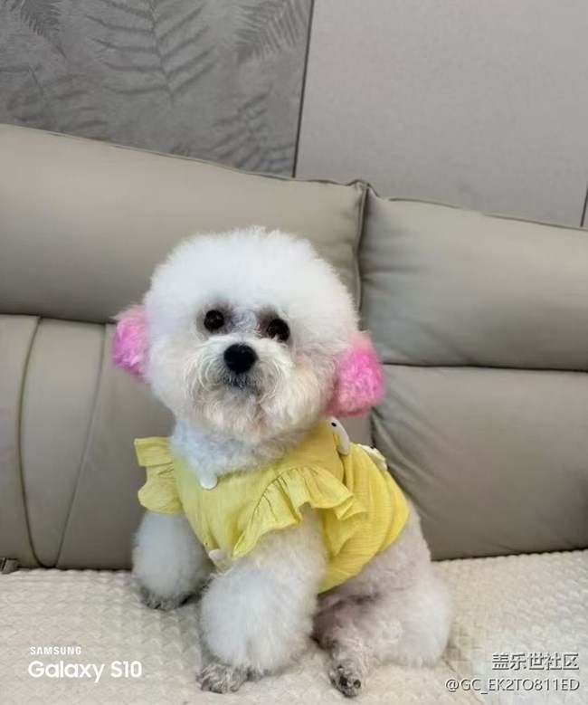 【三星视界】小狗