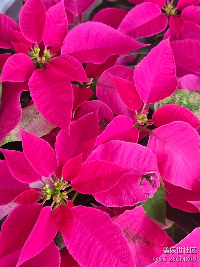 【星岁映像】花店