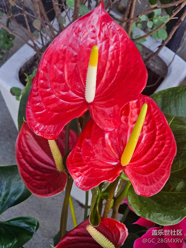 【星岁映像】花店