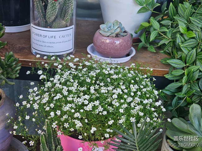 【星岁映像】花店