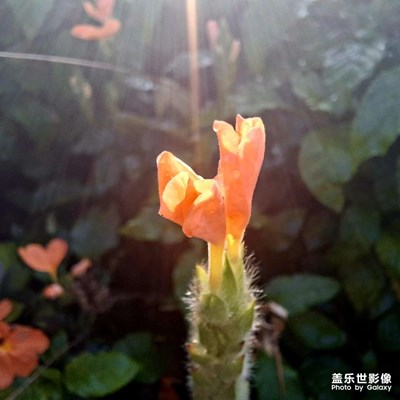 【顺光逆光】+光影诗行